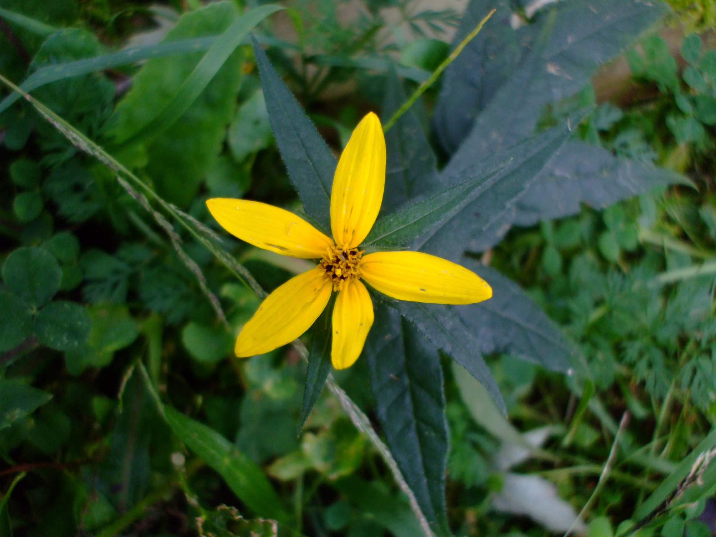 Helianthus divaricatus